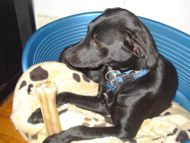 Blanding af racer Julius Von basse "Basse" - tygger i ben igen :-) billede 16