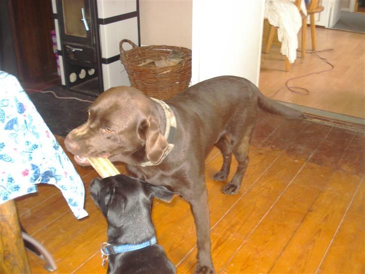 Blanding af racer Julius Von basse "Basse" - Boxi og Basse vil begge ha det sammen ben billede 17