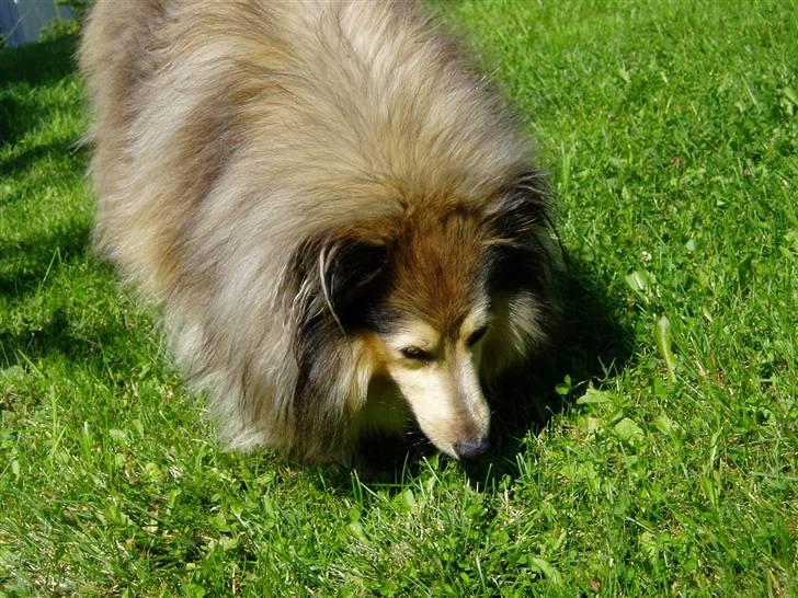 Shetland sheepdog Timian billede 2