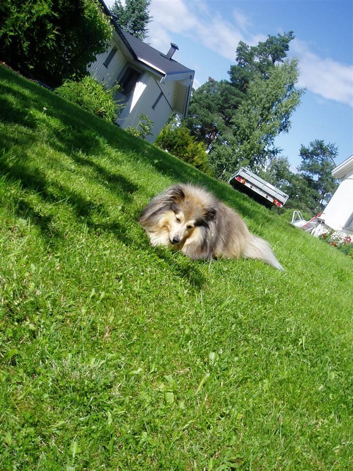 Shetland sheepdog Timian billede 3