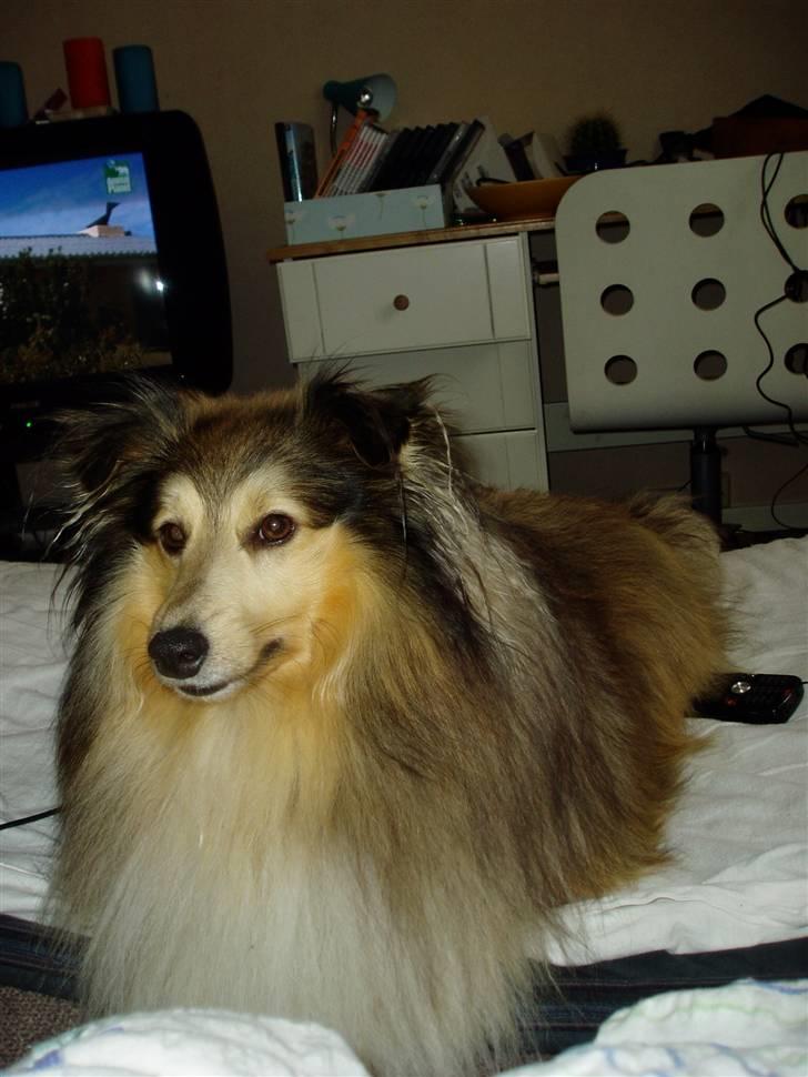 Shetland sheepdog Timian billede 4