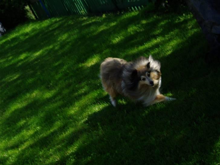 Shetland sheepdog Timian billede 5