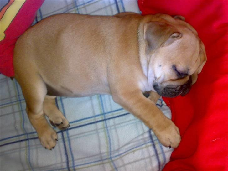 Blanding af racer Aja - Sørme godt med en tiltrængt lur. billede 10