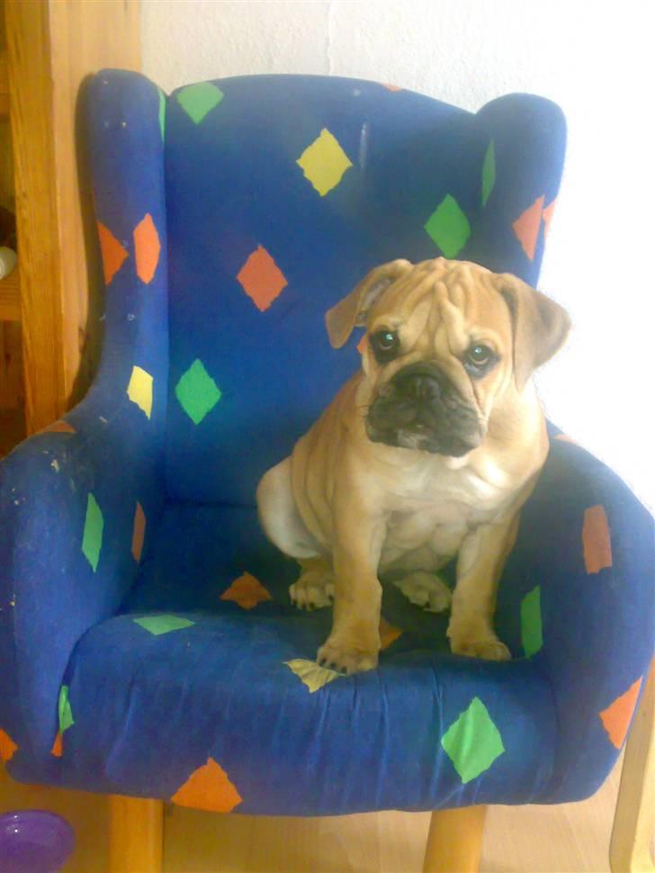 Blanding af racer Aja - Aja i lænestolen :o) billede 11