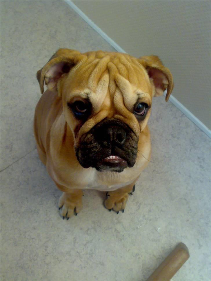 Blanding af racer Aja - Charmeunderbiddet ;o) billede 13