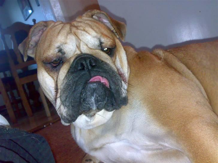 Blanding af racer Aja - Flaaaader ud.. billede 14