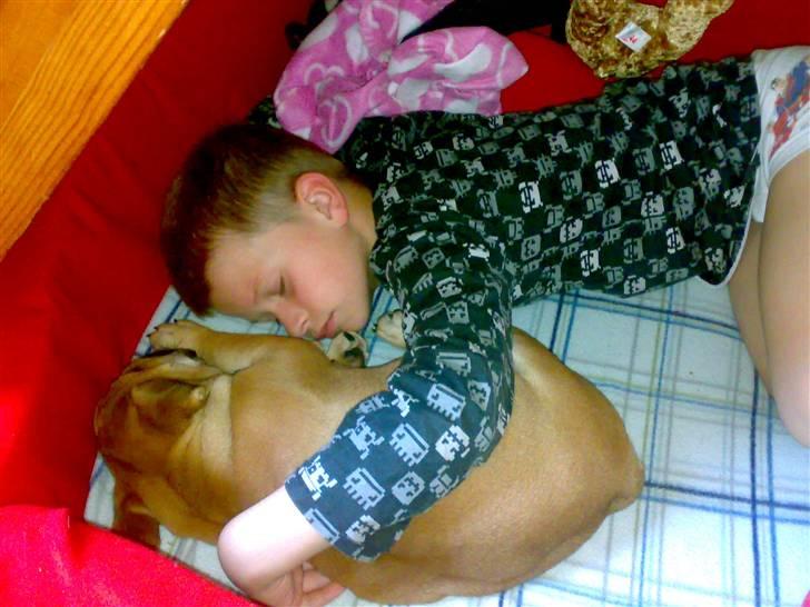 Blanding af racer Aja - Uhh det er hårdt at være hvalp, og ikke mindst hvalpe-passer :o) billede 15