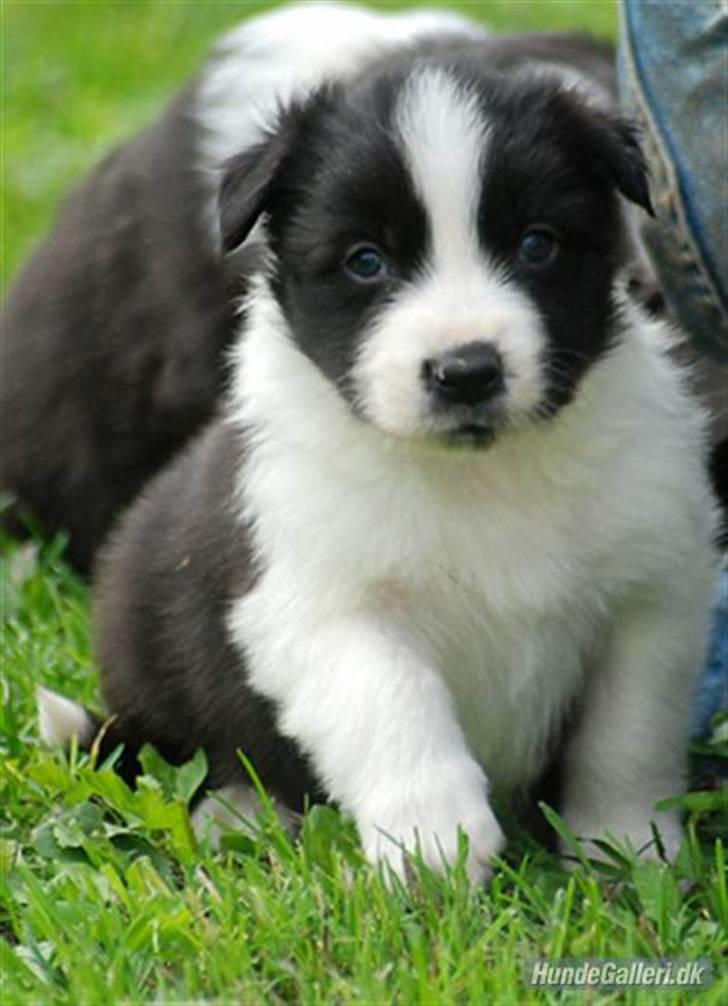 Border collie Brandy † RIP- 7-10-2009 † - Foto: Betina Nielsen billede 1