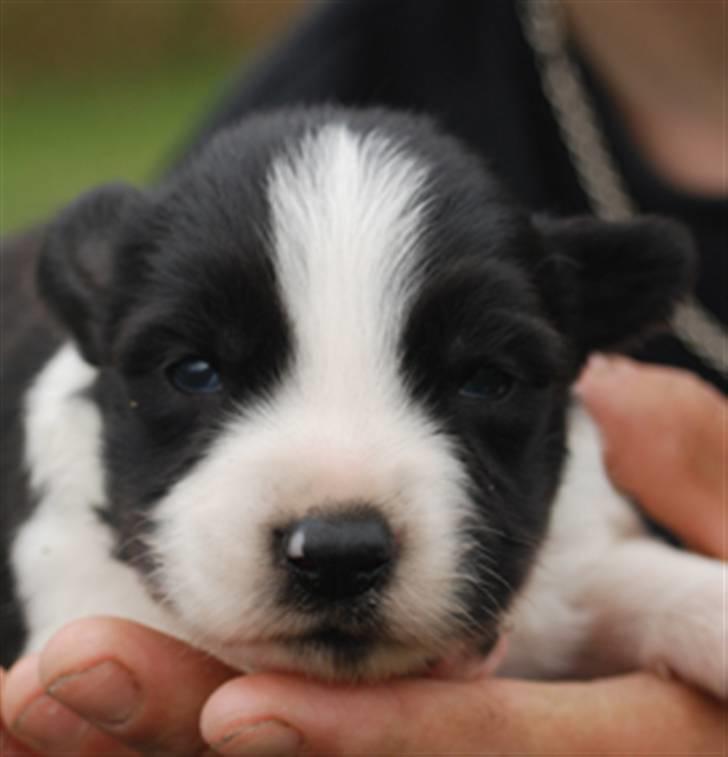 Border collie Brandy † RIP- 7-10-2009 † billede 2