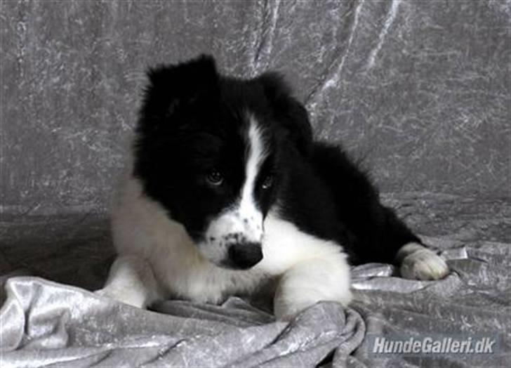 Border collie Brandy † RIP- 7-10-2009 † billede 4