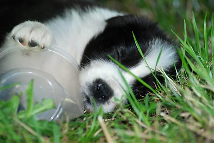 Border collie Brandy † RIP- 7-10-2009 † billede 5