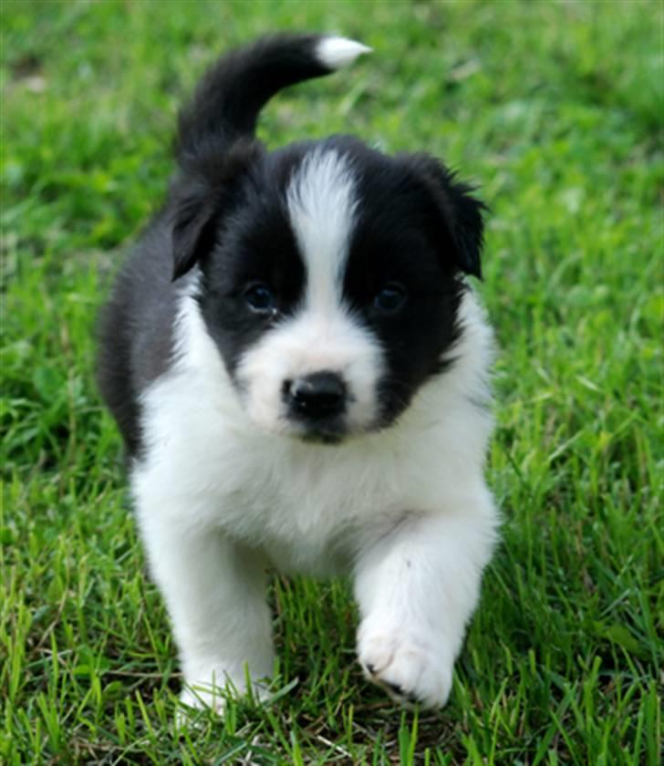 Border collie Brandy † RIP- 7-10-2009 † billede 6