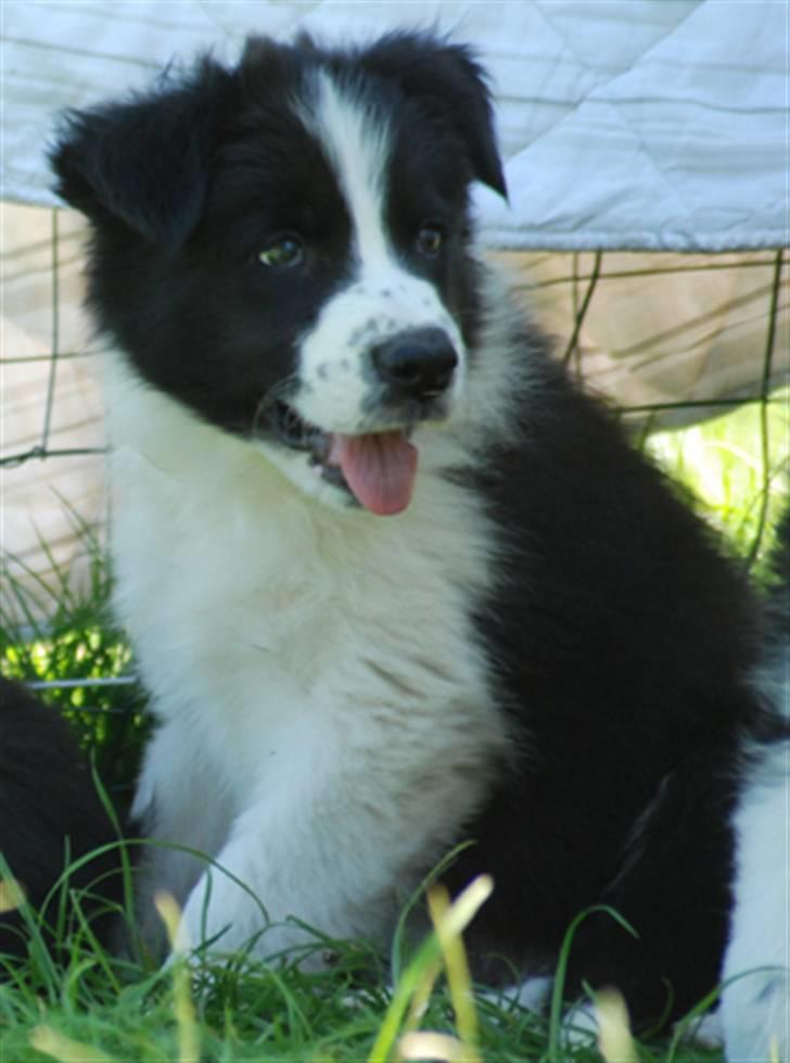 Border collie Brandy † RIP- 7-10-2009 † billede 7