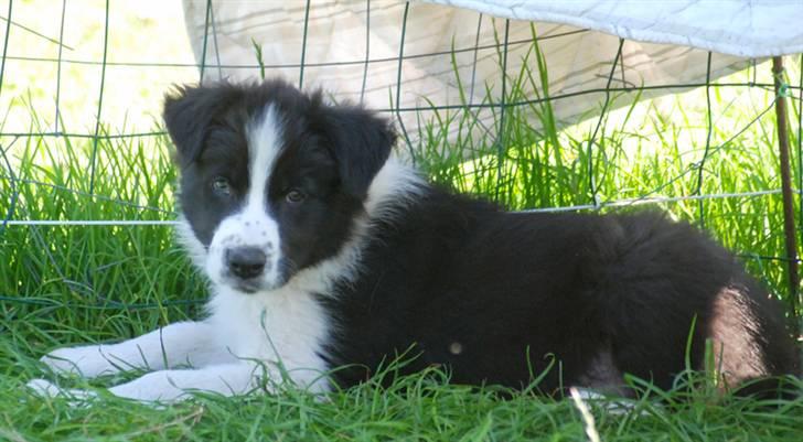 Border collie Brandy † RIP- 7-10-2009 † billede 8