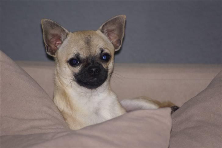 Chihuahua Louie billede 1