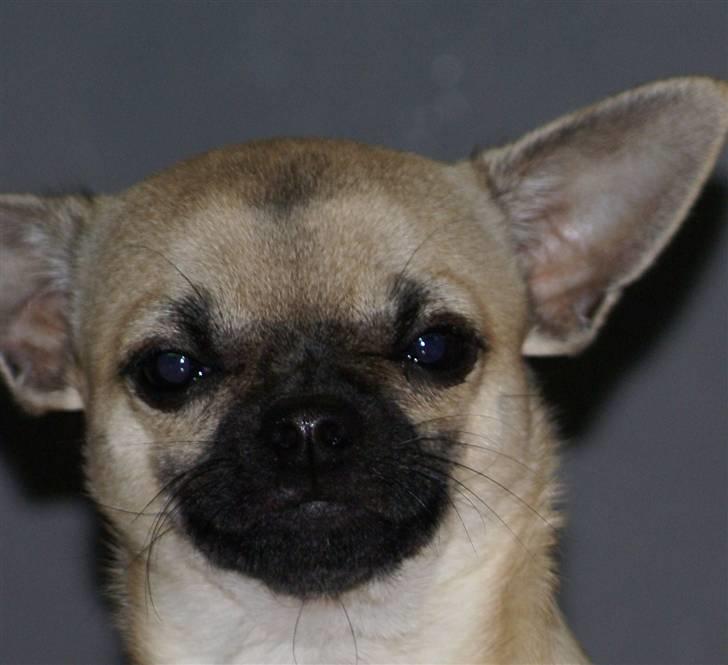 Chihuahua Louie billede 2