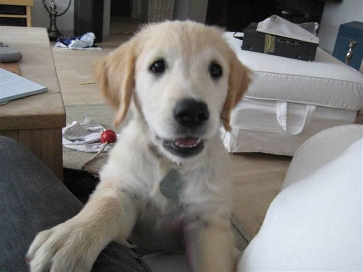 Golden retriever Zeus billede 1