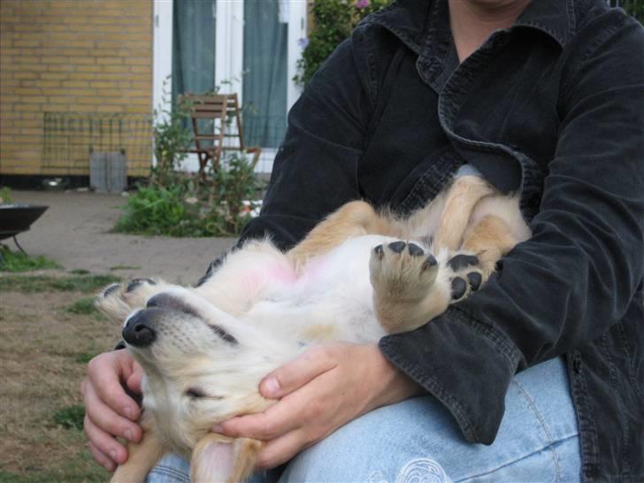 Golden retriever Zeus billede 2