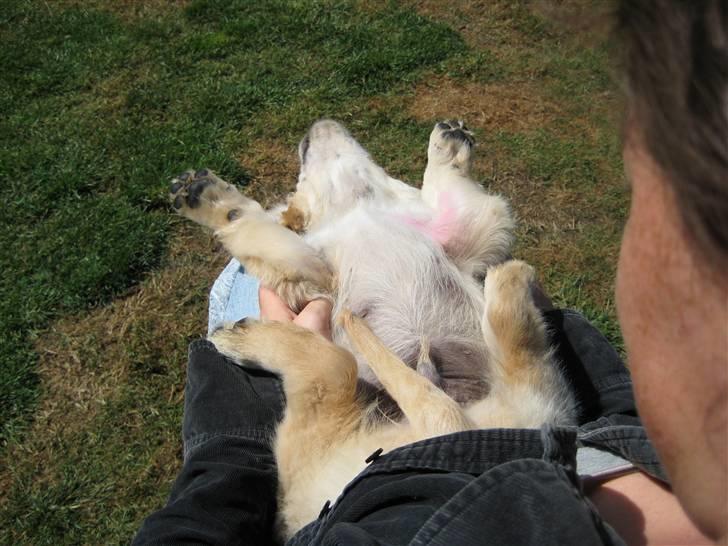 Golden retriever Zeus billede 3