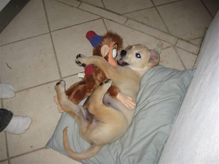 Golden retriever Zeus billede 4