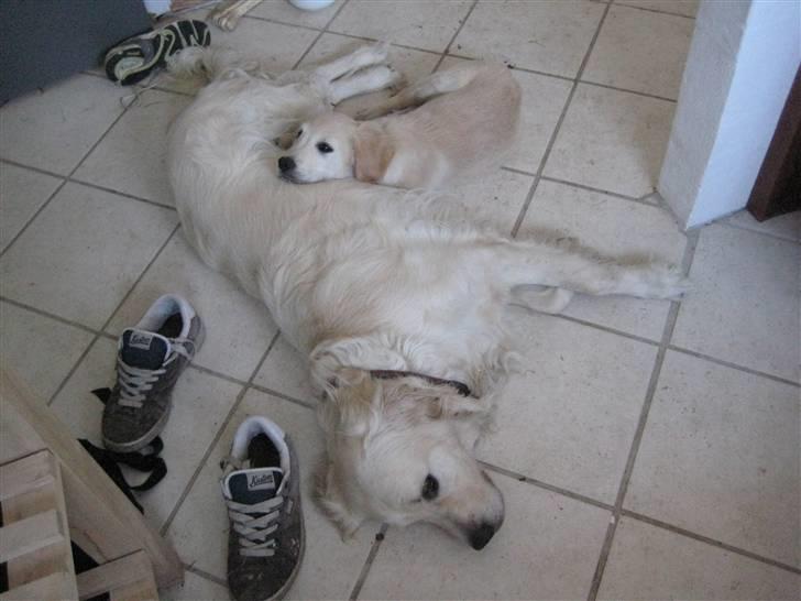 Golden retriever Zeus billede 5