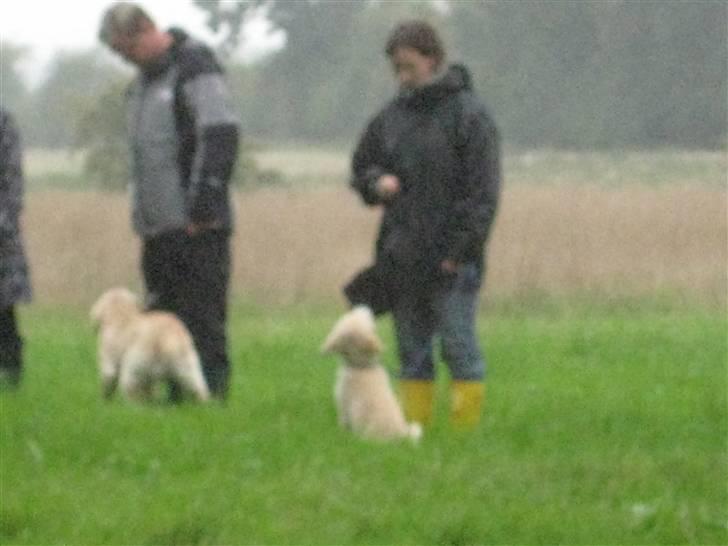 Golden retriever Zeus billede 6