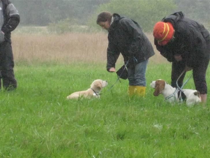 Golden retriever Zeus billede 7