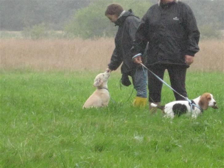 Golden retriever Zeus billede 8