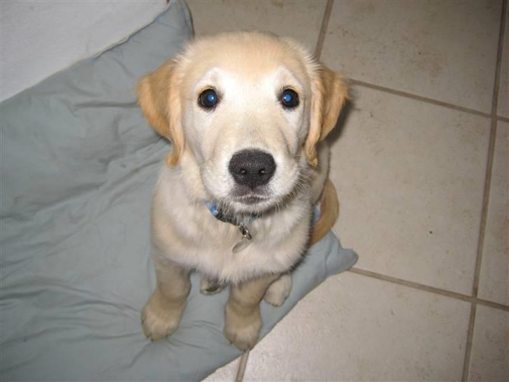 Golden retriever Zeus billede 9