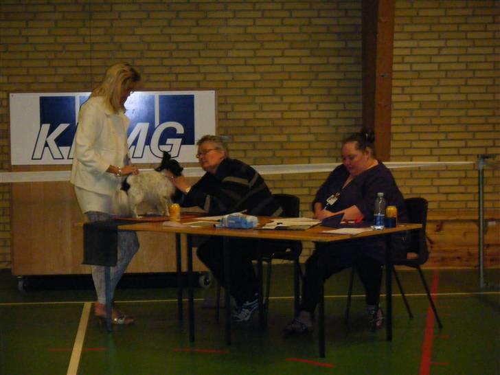 Papillon Sisse - Udstilling, 1306-09 billede 19