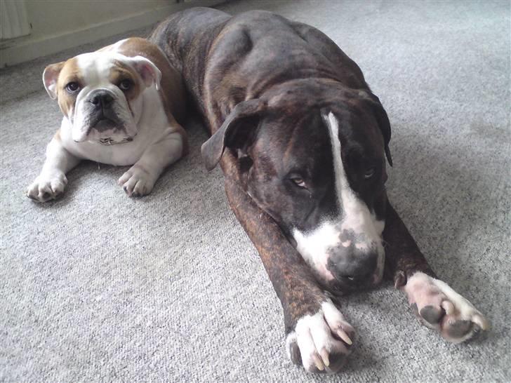 Amerikansk staffordshire terrier Loke billede 17