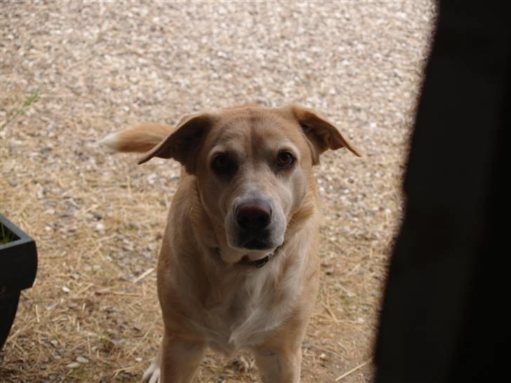 Blanding af racer Sille - Årh, mors morhund :-* <3 ;-) billede 6