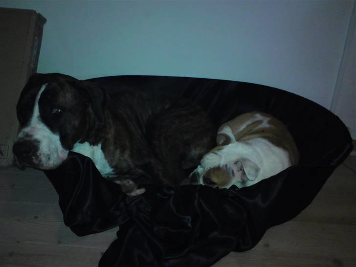 Amerikansk staffordshire terrier Loke billede 18