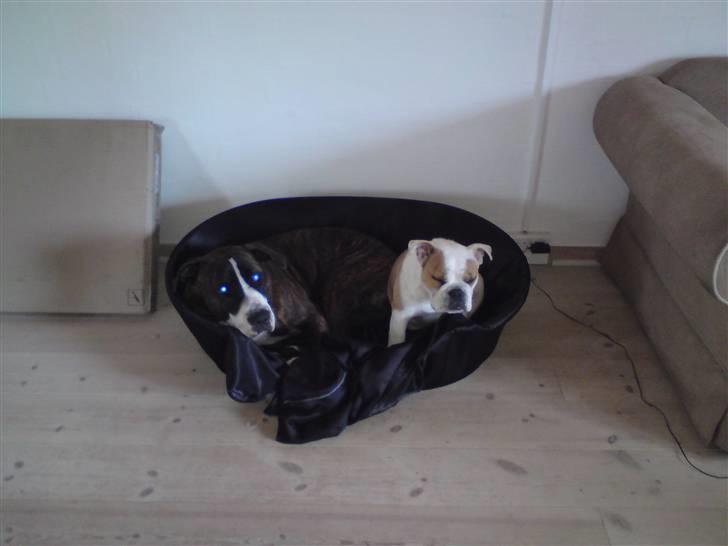 Amerikansk staffordshire terrier Loke billede 19