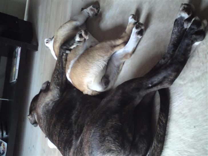 Amerikansk staffordshire terrier Loke billede 20