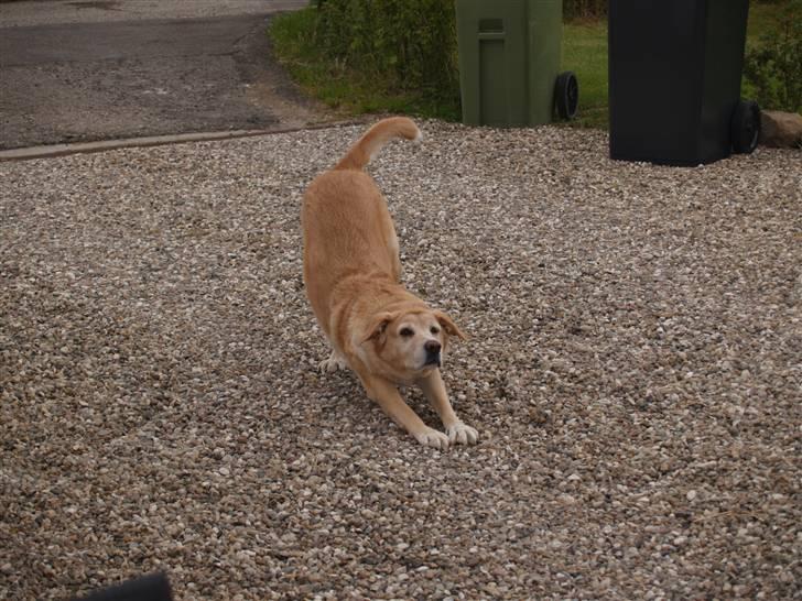 Blanding af racer Sille - Aaarrgghhhh...... Sådan så er jeg klar til leg xP billede 10