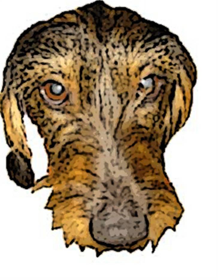 Gravhund *Betzy * - Jeg prøvde med i photoshop, gikk ikke lige så bra.  billede 1