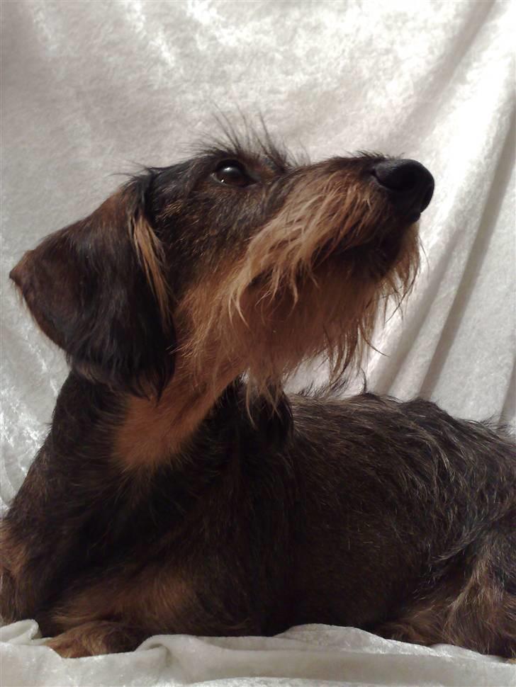 Gravhund *Betzy * billede 2