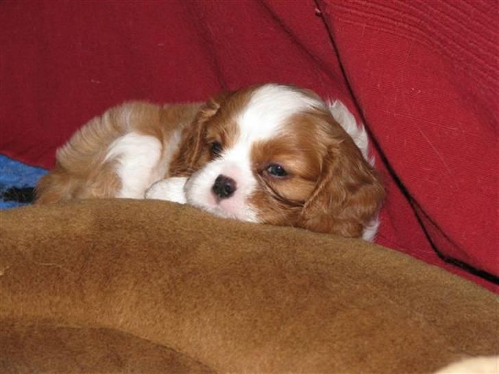 Cavalier king charles spaniel Clasic Star Citha RIP 30-7 2017 billede 6