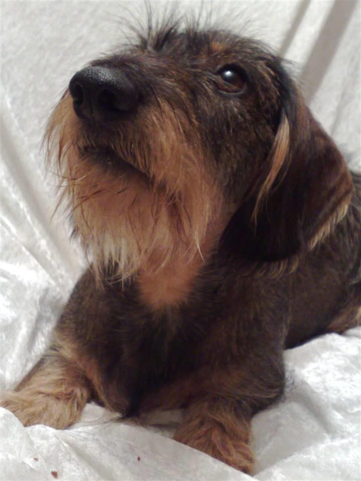 Gravhund *Betzy * billede 3