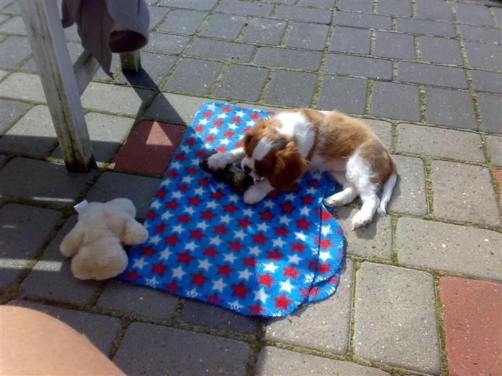 Cavalier king charles spaniel Clasic Star Citha RIP 30-7 2017 billede 8