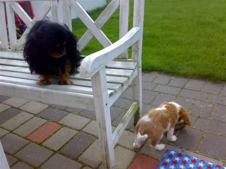 Cavalier king charles spaniel Clasic Star Citha RIP 30-7 2017 billede 9