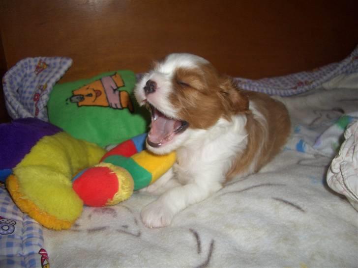 Cavalier king charles spaniel Clasic Star Citha RIP 30-7 2017 billede 10