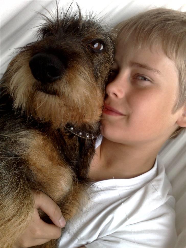 Gravhund *Betzy * billede 4