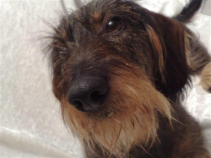 Gravhund *Betzy * billede 5