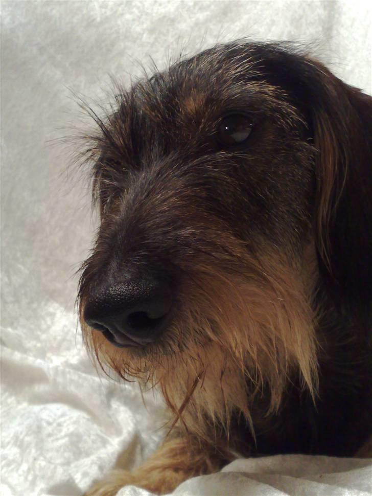 Gravhund *Betzy * billede 6