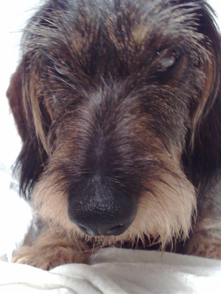 Gravhund *Betzy * billede 7