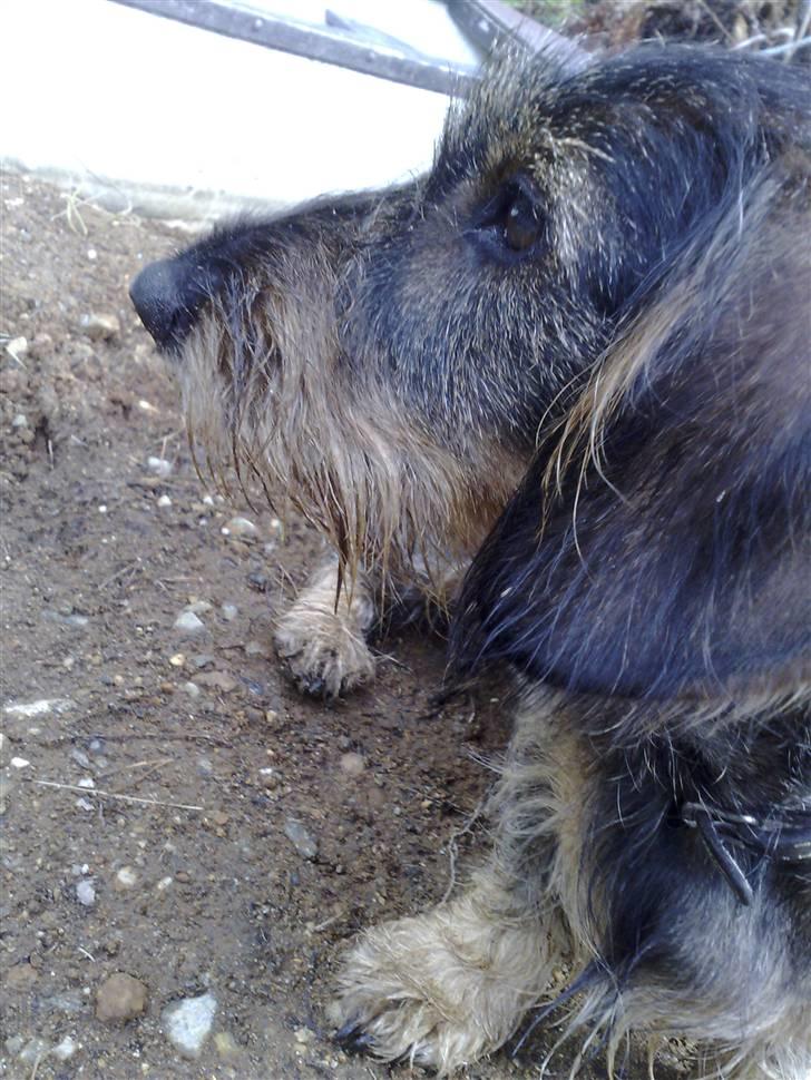 Gravhund *Betzy * billede 8