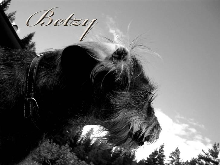 Gravhund *Betzy * billede 9