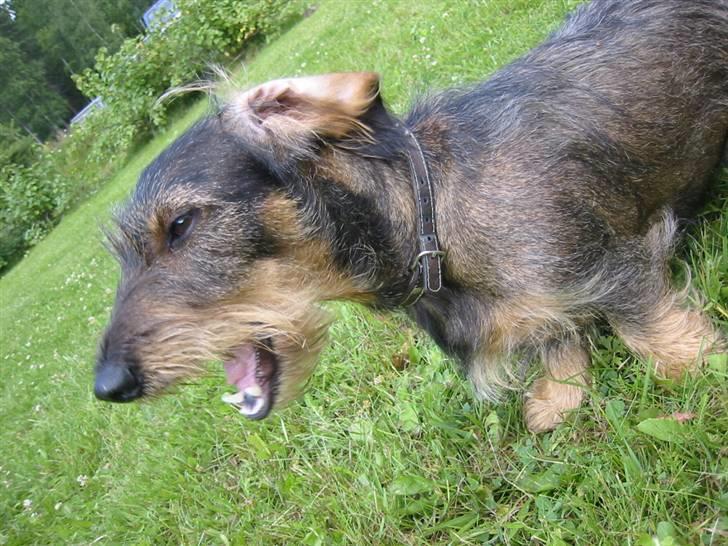 Gravhund *Betzy * billede 10